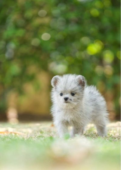 ปอมเมอเรเนียน (Pomeranian) เล็ก ปอมสีเมอร์