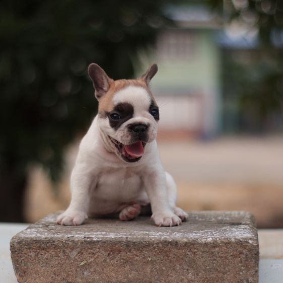 French bulldogs  รูปที่ 4