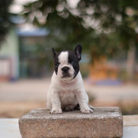 French bulldogs  รูปที่ 2