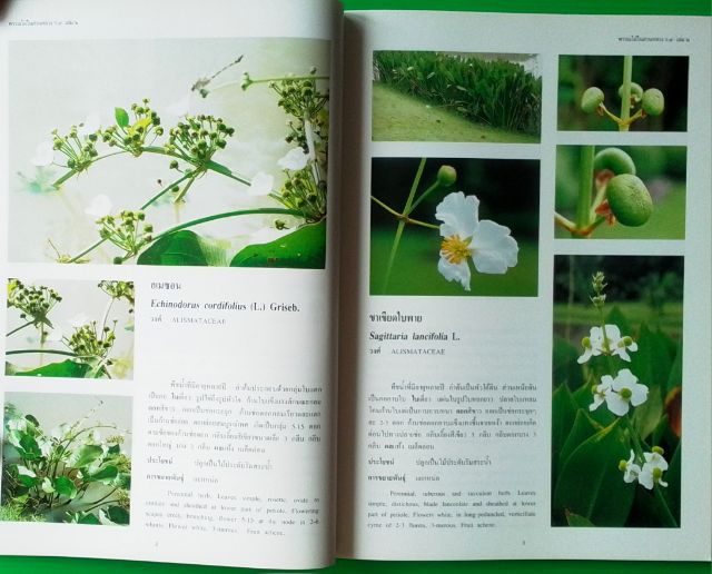    "หนังสือ พรรณไม้ในสวนหลวง ร.๙ เล่ม๒ รูปที่ 8