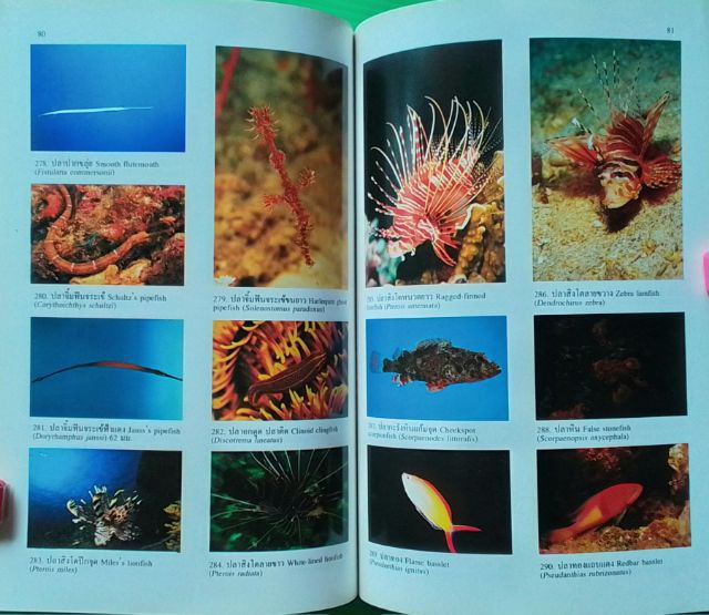 "หนังสือ โครงการอุทยานใต้ทะเล จุฬาภรณ์ 36" รูปที่ 13