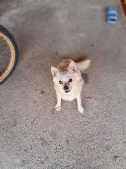 ชิวาวา (Chihuahua) เล็ก ให้ฟรี ชิวาวา