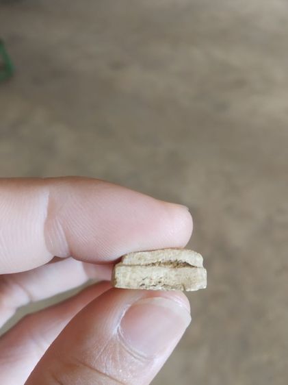 พระเนื้อผงพุทธคุณ(พระร่วงโรจน์ฤทธิ์(ในซุ้มเรือนแก้ว)หลังเรียบ(ไม่ค่อยสวยขอคนที่รับได้)(ไม่ทราบพระเกจิที่สร้าง))พระบ้านพระเครื่องรางของมงคล รูปที่ 16