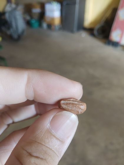 พระเนื้อดินพิมพ์เล็ก(พระยืนปางประทานพร(เจ้าคุณใหญ่)(ผสมผงเก่าแม่ชีบุญเรือน)วัดอาวุธวิกสิตาราม(จังหวัดกรุงเทพฯปี2514))พระเครื่องรางของมงคล รูปที่ 15