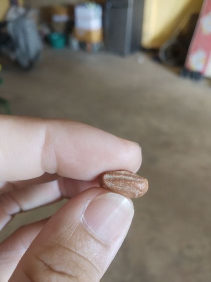 พระเนื้อดินพิมพ์เล็ก(พระยืนปางประทานพร(เจ้าคุณใหญ่)(ผสมผงเก่าแม่ชีบุญเรือน)วัดอาวุธวิกสิตาราม(จังหวัดกรุงเทพฯปี2514))พระเครื่องรางของมงคล รูปที่ 14