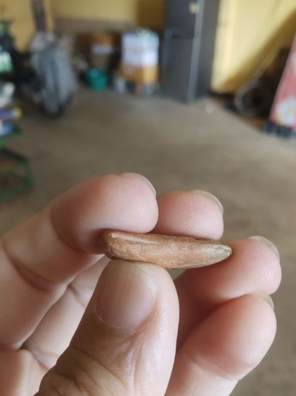 พระเนื้อดินพิมพ์เล็ก(พระยืนปางประทานพร(เจ้าคุณใหญ่)(ผสมผงเก่าแม่ชีบุญเรือน)วัดอาวุธวิกสิตาราม(จังหวัดกรุงเทพฯปี2514))พระเครื่องรางของมงคล รูปที่ 13