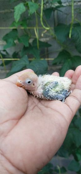 ขายลูกป้อนนกเลิฟเบิร์ดไซส์กำลังเชื่อง..สนใจโทร 0929135188 รูปที่ 3