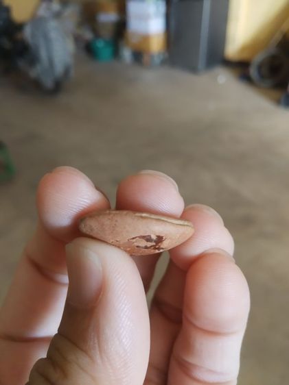 พระเนื้อดินผิวแดง(พระกลีบบัวลีลาเปลวเพลิง(พระหลวงพ่ออ่ำ)(วัดชีปะขาว)(จังหวัดสุพรรณบุรี))พระบ้านพระเครื่องรางของมงคล รูปที่ 13