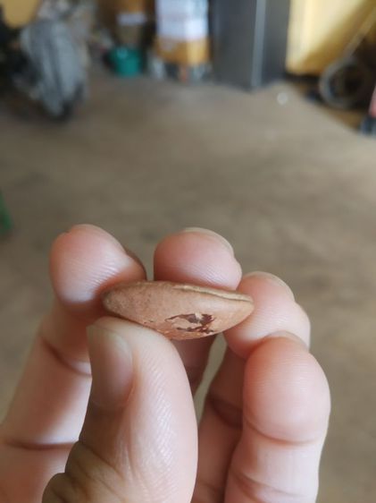 พระเนื้อดินผิวแดง(พระกลีบบัวลีลาเปลวเพลิง(พระหลวงพ่ออ่ำ)(วัดชีปะขาว)(จังหวัดสุพรรณบุรี))พระบ้านพระเครื่องรางของมงคล รูปที่ 14