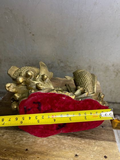 ปลาหลีฮื้อ ทองเหลืองสะสม รูปที่ 9