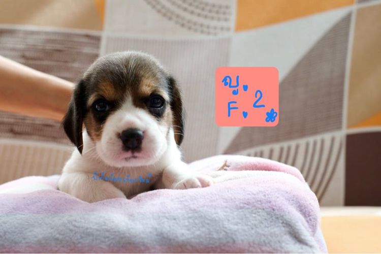 บีเกิล (Beagle) เล็ก บีเกิ้ลแท้3สี