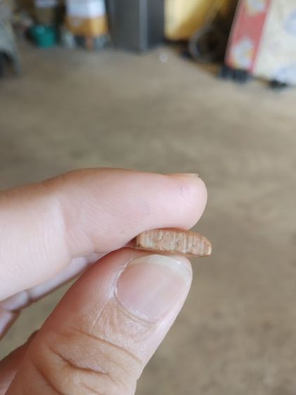 พระเนื้อดิน(พระพิมพ์พระสวรรค์ยืนหรือพระปางลีลากำแพงทุ่งเศรษฐี(280309)(พระใหม่)(ไม่ทราบพระเกจิที่สร้าง))พระบ้านพระเครื่องรางของมงคล รูปที่ 14