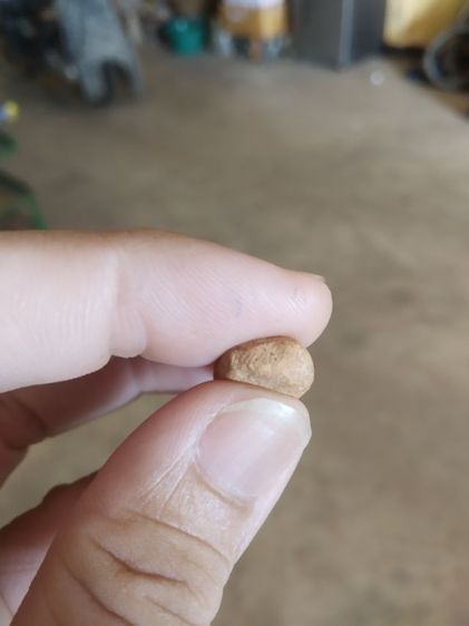 พระเนื้อดิน(พระพิมพ์พระปางลีลาสวรรค์ยืนหรือพระปางลีลากำแพงเขย่ง(พระใหม่)(280310)(ไม่ทราบพระเกจิที่สร้าง))พระบ้านพระเครื่องรางของมงคล รูปที่ 15