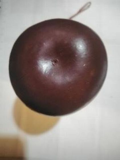 น้ำเต้านำโช​ค รูปที่ 3