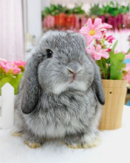 กระต่าย ฮอลแลนด์ลอปแท้ มีรับประกันสุขภาพและสายพันธุ์แท้ รูปที่ 17