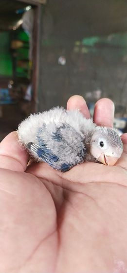 ขายลูกป้อนนกเเล้วเลิฟเบิร์ด..สีม่วงน้ำเงิน..สีสวย..นกป้อนง่าย..มือใหม่ป้อนได้สบายมากๆ..รับประกันความเเข็งเเรงของนก..สนใจโทร 0929135188