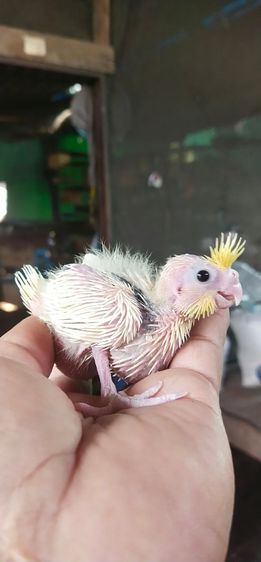ขายลูกป้อนนกค๊อกคาเทลสีเหลืองกั๊กมุกเเก้มเเดง..สีสวย..เชื่องๆ.ป้อนง่ายมาก.มือใหม่ป้อนได้สบายมาก.นกสามารถฝึกพูดเรียนเสียงรอบข้างได้เก่ง.. รูปที่ 2