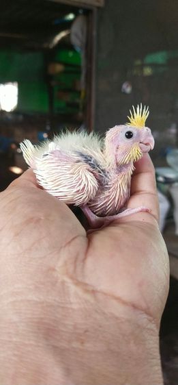ขายลูกป้อนนกค๊อกคาเทลสีเหลืองกั๊กมุกเเก้มเเดง..สีสวย..เชื่องๆ.ป้อนง่ายมาก.มือใหม่ป้อนได้สบายมาก.นกสามารถฝึกพูดเรียนเสียงรอบข้างได้เก่ง.. รูปที่ 4