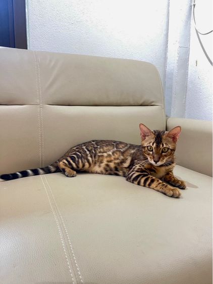 Female brown bengal cat แมวเบงกอล รูปที่ 7