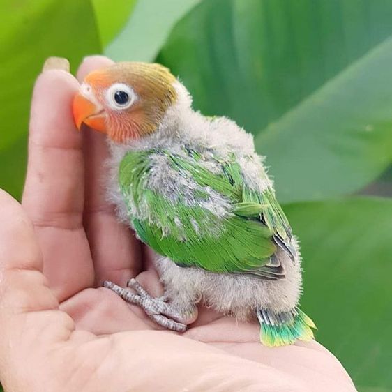 ลูกป้อนเลิฟ