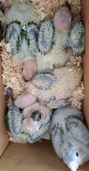 ขายลูกป้อนซันคอนัวร์..ตัวละ1600 บาท..ไม่สะดวกส่ง..นัดรับนกที่ชลบุรี.อำเภอพนัสนิคม.สนใจโทร 0929135188อย่าโทรหลังจาก21.00 น.นะเพราะหลับเเล้ว.. รูปที่ 2