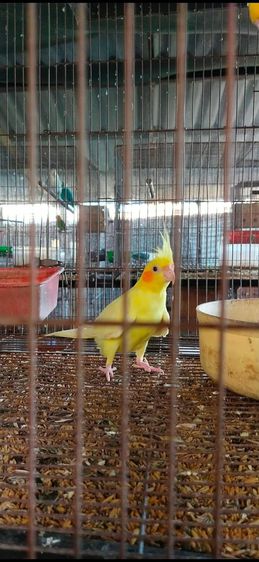ขายนกค๊อกคาเทล..สีเหลืองเข็มเพศเมีย..อายุ 9-10 เดือน..สนใจโทร 0929135188 รูปที่ 2
