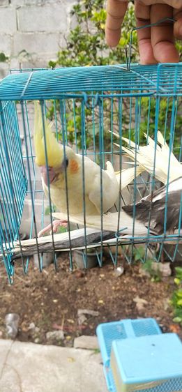 ขายนกค๊อกคาเทล รูปที่ 3