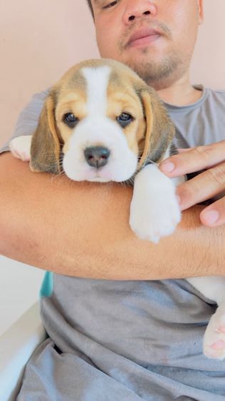 บีเกิล (Beagle) เล็ก สุนัข