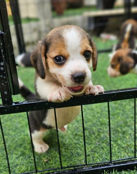 บีเกิล (Beagle) เล็ก ลูกสุนัขบีเกิ้ล