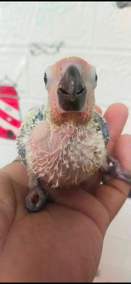 ขายลูกป้อนซันคอนัวร์..ตัวละ1500 บาท..ไม่สะดวกส่ง..นัดรับนกที่ชลบุรี.อำเภอพนัสนิคม.สนใจโทร 0929135188อย่าโทรหลังจาก21.00 น.นะเพราะหลับเเล้ว.. รูปที่ 3