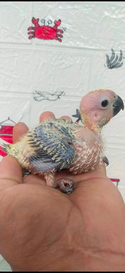 ขายลูกป้อนซันคอนัวร์..ตัวละ1500 บาท..ไม่สะดวกส่ง..นัดรับนกที่ชลบุรี.อำเภอพนัสนิคม.สนใจโทร 0929135188อย่าโทรหลังจาก21.00 น.นะเพราะหลับเเล้ว.. รูปที่ 2