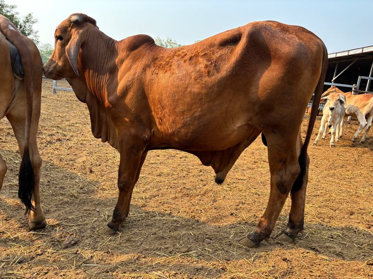 วัว บรามัน ผู้น้อย ลูก TK202 ทองแดง  รูปที่ 3