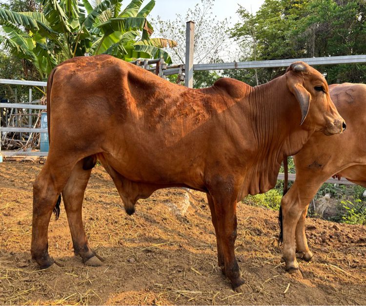 วัว บรามัน ผู้น้อย ลูก TK202 ทองแดง  รูปที่ 2