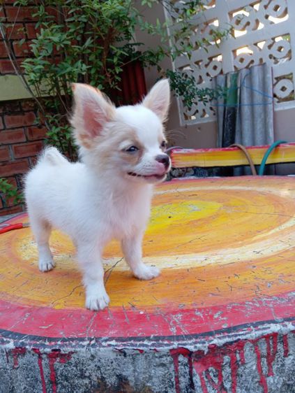 ชิวาวา (Chihuahua) เล็ก ชิวาว่า ชาย ขนยาว อายุ3เดือน