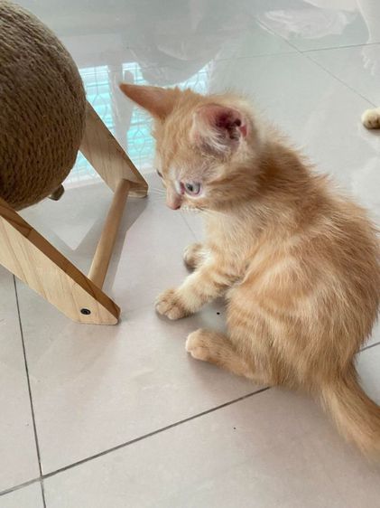 แมวส้มผู้ลายช๊อคแฮรสีส้ม
อายุ 2 เดือนครึ่ง รูปที่ 2