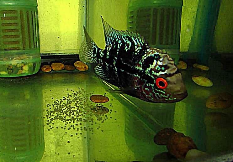ปลาหมอสีมุกแดงเมีย เรดอาเมซอน+40F (ไข่แรก) รูปที่ 2