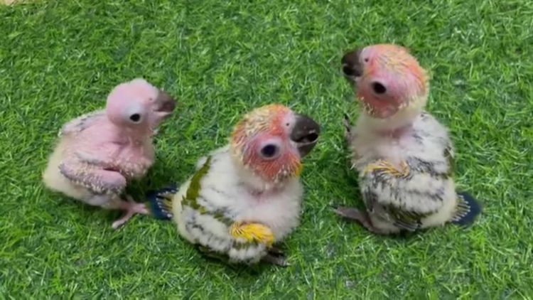 ขายลูกป้อนซันคอนัวร์..ตัวละ1600 บาท..ไม่สะดวกส่ง..นัดรับนกที่ชลบุรี.อำเภอพนัสนิคม.สนใจโทร 0929135188อย่าโทรหลังจาก21.00 น.นะเพราะหลับเเล้ว.. รูปที่ 2