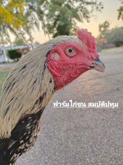 ไก่ชนพม่า รูปที่ 2