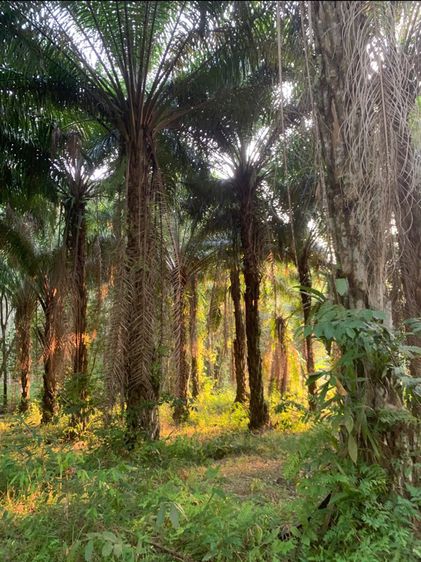 ขายสวนปาล์ม รูปที่ 4