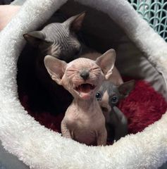 ลูกแมว สฟิงซ์ เพศผู้ เกิดวันที่ 22 ม.ค. 2024 ผิวชมพู จมูกดำ หูดำ คล้ายวิเชียรมาศ ตาฟ้า-0