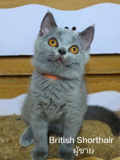 บริติช ชอทแฮร์ (British Shorthair) British Shorthair 