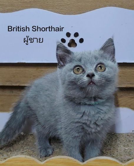 British Shorthair  รูปที่ 1