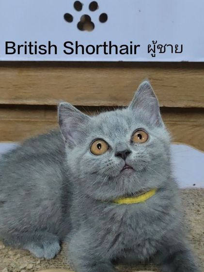 British Shorthair  รูปที่ 1