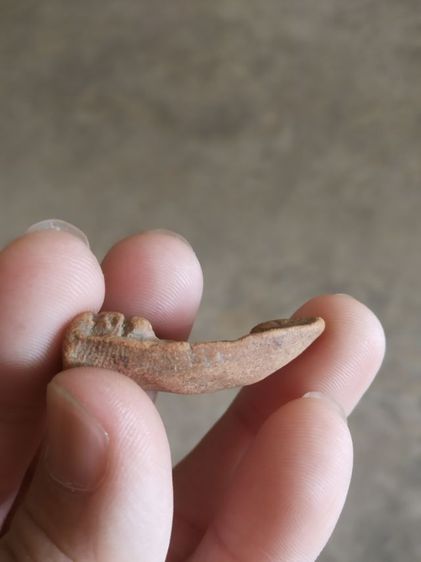 พระเนื้อดิน(พระพิมพ์พระเทวิกขนนกหลังเรียบ(เนื้อออกสีน้ำตาลส้ม)(ไม่ทราบอายุ)(ไม่ทราบพระเกจิที่สร้าง))พระบ้านพระเครื่องรางของมงคล รูปที่ 11