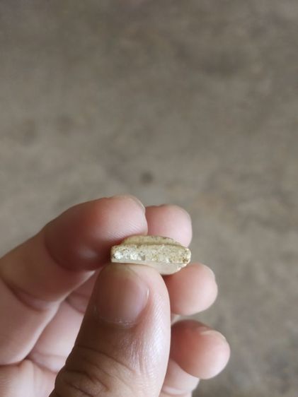 พระเนื้อว่านผสมผงพิมพ์เล็ก(พระพิมพ์พระสมเด็จหลังเรียบเนื้อออกเหลืองอ่อน(110401)(ไม่ทราบพระเกจิที่สร้าง))พระบ้านพระเครื่องรางของมงคล รูปที่ 18