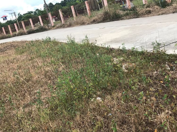 ที่ดินติดสนามฟุตบอล วัดตาขัน จังหวัด ระยอง รูปที่ 2