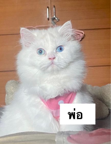 ลูกแมวสก็อตติช สีวิเชียรมาศ เพศ 👧🏻 3 เดือน  รูปที่ 6
