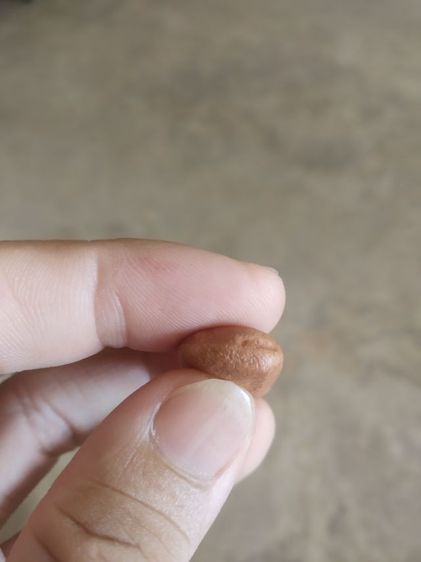 พระเนื้อดินพิมพ์กลาง(พระปางลีลากำแพงทุ่งเศรษฐีหรือพระปางลีลากำแพงเขย่ง(พระบ้านพระใหม่)(140408)(ไม่ทราบพระเกจิที่สร้าง))พระเครื่องรางของมงคล รูปที่ 17