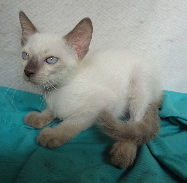 ลูแมววิเชียรมาศ ตัวผู้ ตาสีฟ้า อายุ 67 วัน ราคา 1000 บาท รูปที่ 14
