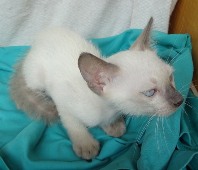 ลูแมววิเชียรมาศ ตัวผู้ ตาสีฟ้า อายุ 67 วัน ราคา 1000 บาท รูปที่ 3